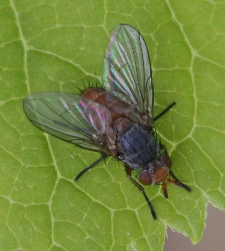 Réf. 117 473 : Ceromya bicolor