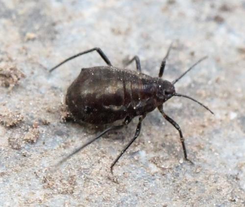 Réf. 117 550 : Cinara sp.