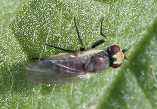 Phytomyza sp.