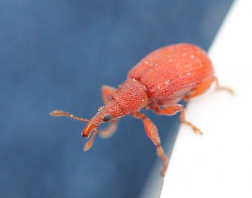 Apion frumentarium