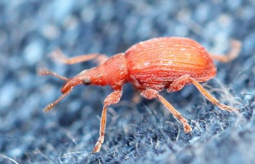 Apion frumentarium