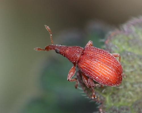 Réf. 117 411 : Apion frumentarium