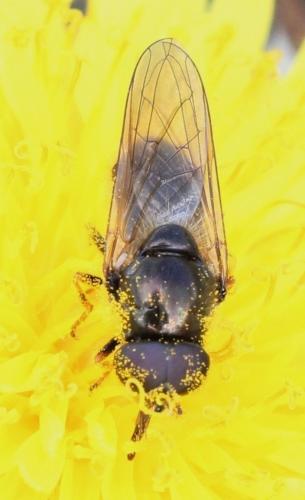 Cheilosia sp.