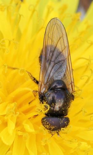 Cheilosia sp.