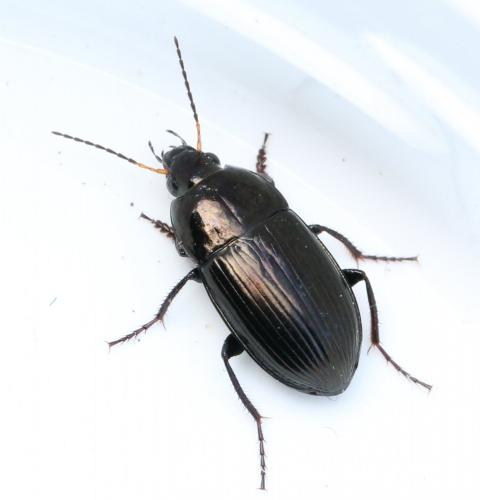 Réf. 117 571 : Amara ovata