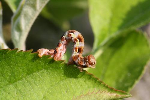 Erannis defoliaria