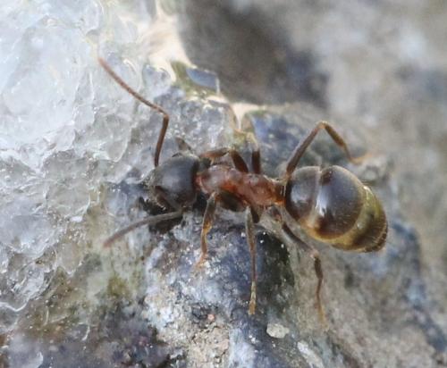 Lasius emarginatus