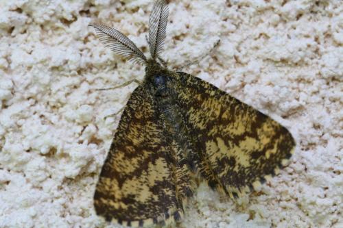 Réf. 117 602 : Ematurga atomaria