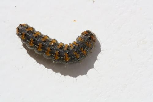 Bryophila raptricula