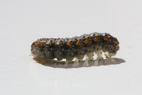Bryophila raptricula