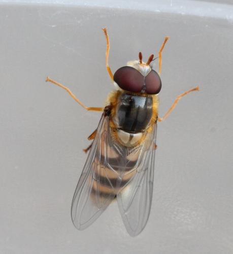 Réf. 117 468 : Epistrophe nitidicollis