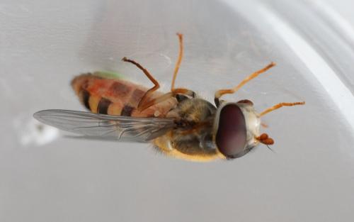 Epistrophe nitidicollis