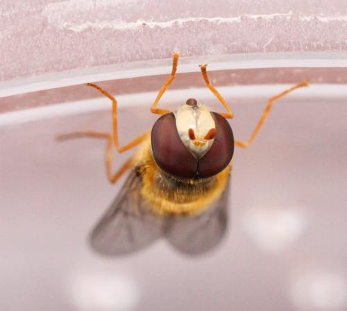 Epistrophe nitidicollis