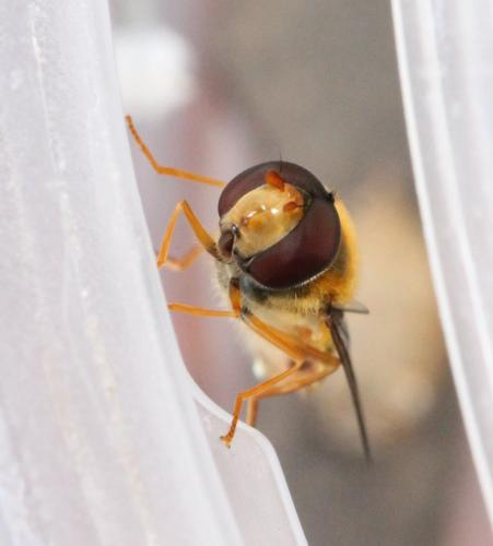 Epistrophe nitidicollis