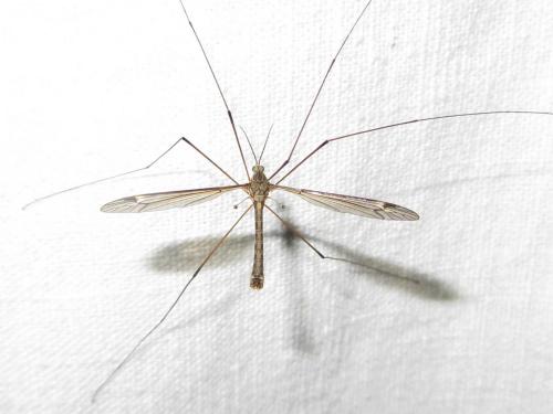 Tipula sp.