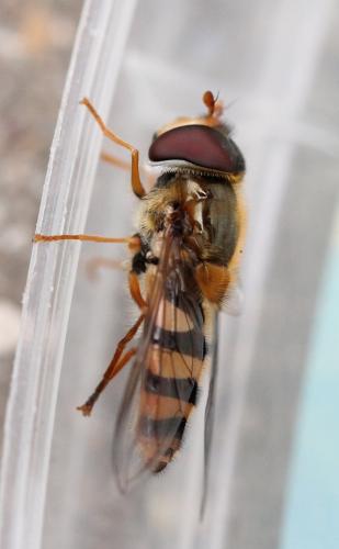 Réf. 117 514 : Epistrophe nitidicollis