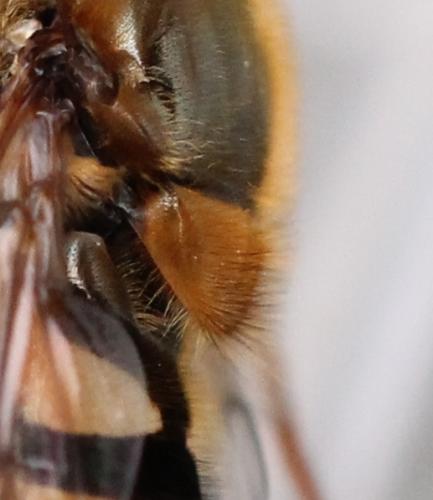 Epistrophe nitidicollis