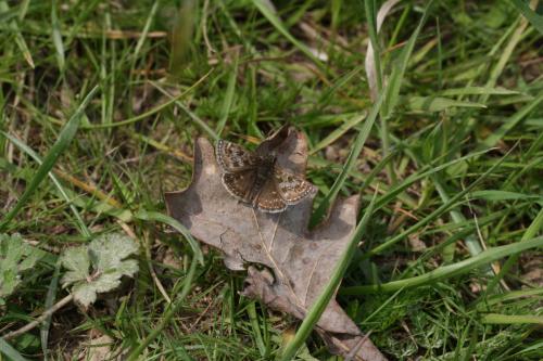 Erynnis tages