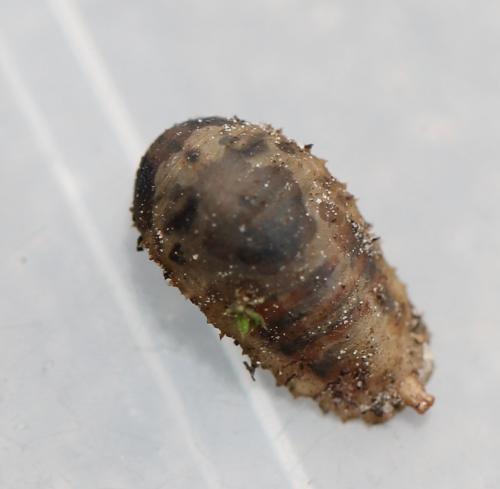 Epistrophe nitidicollis