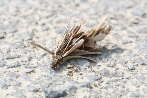 Réf. 117 605 : Canephora hirsuta