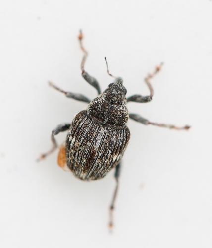 Nedyus quadrimaculatus