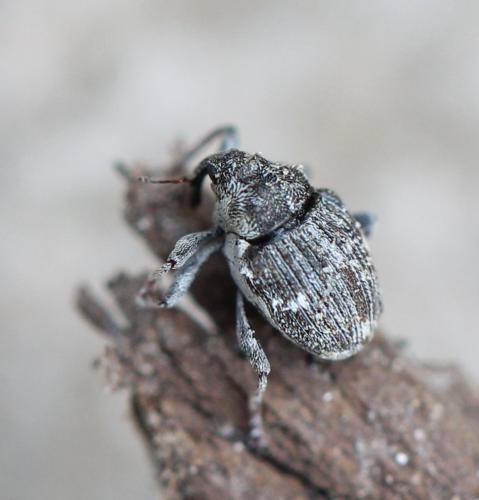 Réf. 117 670 : Nedyus quadrimaculatus