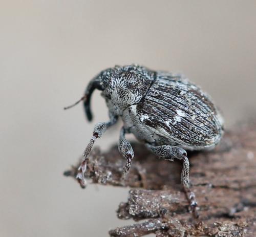 Réf. 117 671 : Nedyus quadrimaculatus