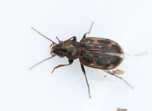 Réf. 117 620 : Bembidion varium