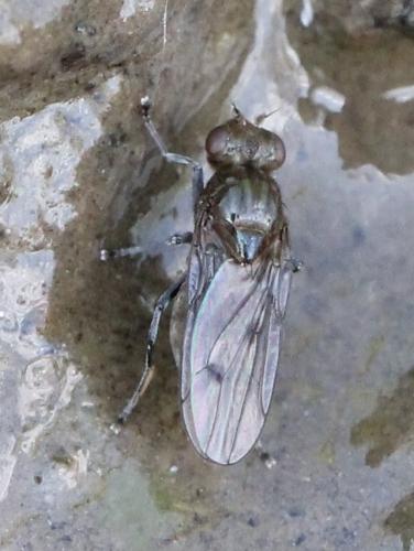 Réf. 117 606 : Parydra littoralis