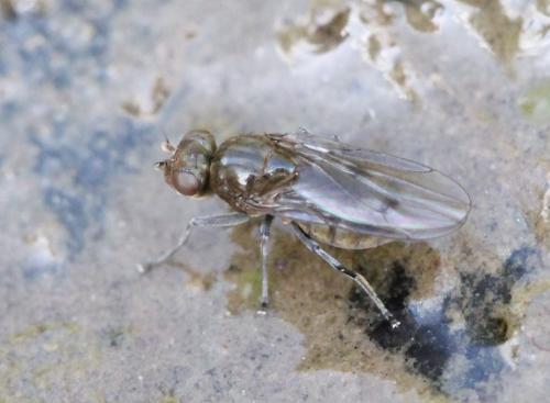 Réf. 117 607 : Parydra littoralis