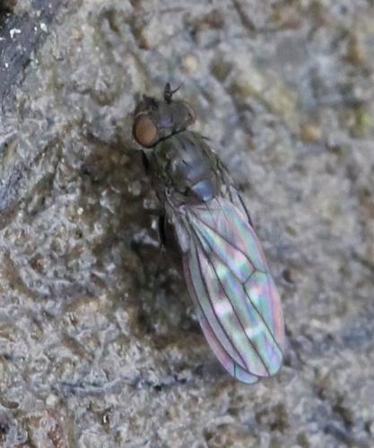 Scatella tenuicosta