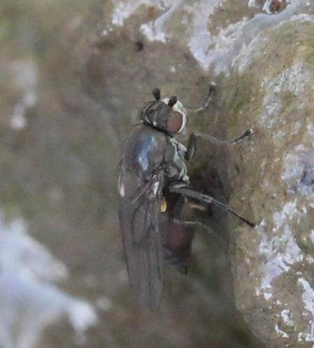 Réf. 117 666 : Limosininae inconnu
