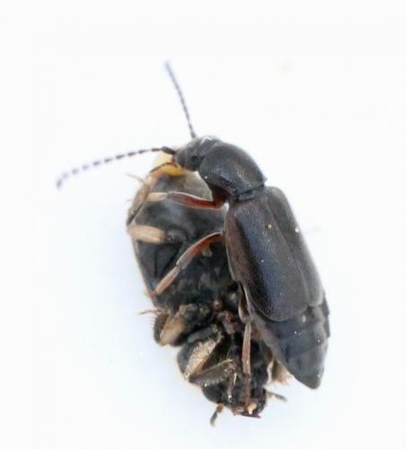Lesteva longoelytrata