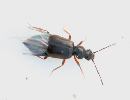Lesteva longoelytrata
