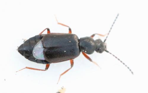 Lesteva longoelytrata