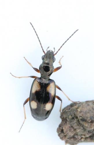 Réf. 117 627 : Bembidion genei illigeri