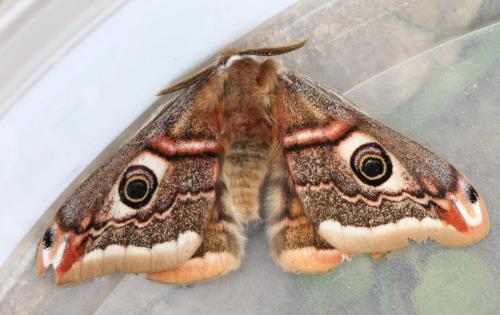 Réf. 117 793 : Saturnia pavonia