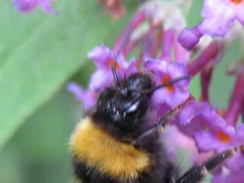 Bombus sp.