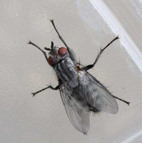 Sarcophaga sp.