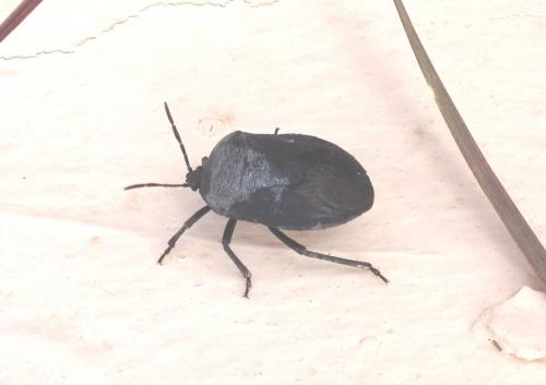 Coridius viduatus