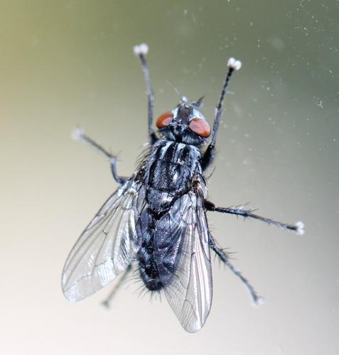 Sarcophaga sp.
