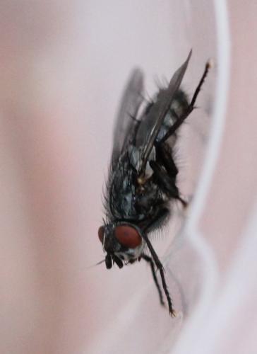 Sarcophaga sp.
