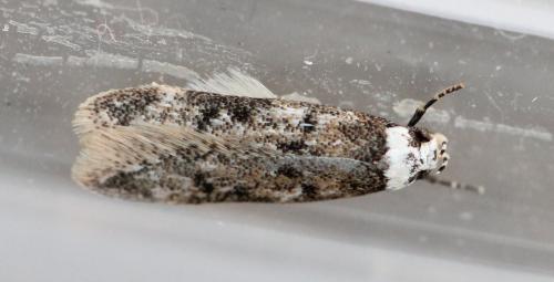Réf. 117 839 : Endrosis sarcitrella