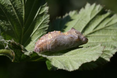 Vanessa atalanta