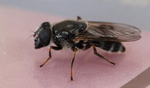 Cheilosia caerulescens