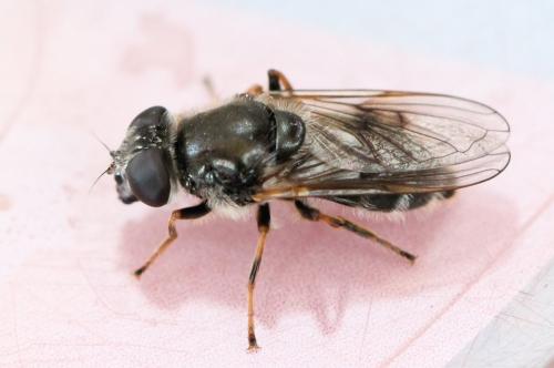 Cheilosia caerulescens
