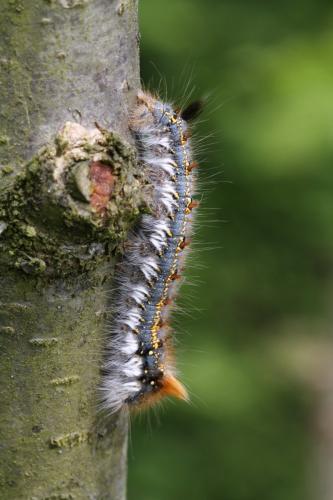 Réf. 117 883 : Euthrix potatoria