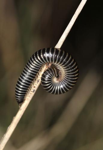 Réf. 117 482 : Ommatoiulus sabulosus