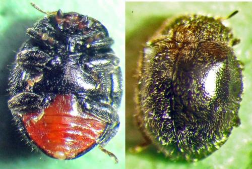 Rhyzobius forestieri