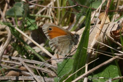 Réf. 117 956 : Coenonympha pamphilus